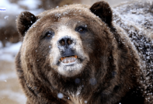 Cocaine Bear The Real Cocaine Bear A 175-Pound Beast A Drug Smuggler Who Died Wearing Gucci Loafers